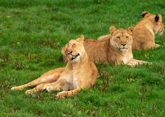 Tanzania